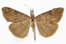 Hypena palpalis