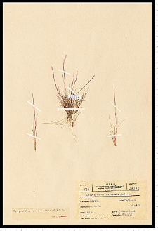 Corynephorus canescens (L.) P. Beauv.