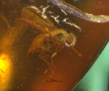 Dolichopodidae