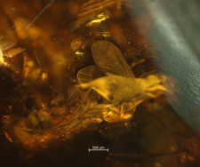 Dolichopodidae