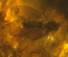 Dolichopodidae