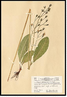 Crepis praemorsa (L.) Tausch