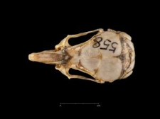 Gerbillus gerbillus
