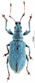 Phyllobius maculicornis E.F. Germar, 1824