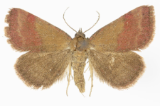Phytometra viridaria