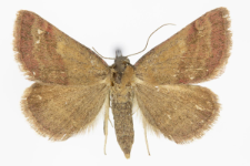 Phytometra viridaria