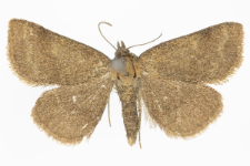 Phytometra viridaria