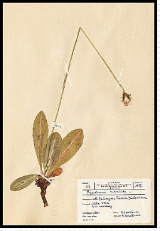 Hypochoeris maculata L.