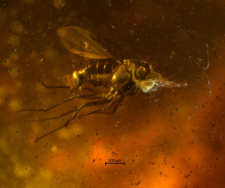 Dolichopodidae