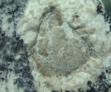 Tanidromites species
