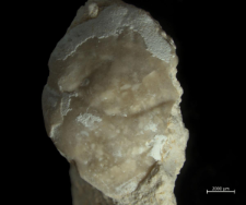 Tanidromites species