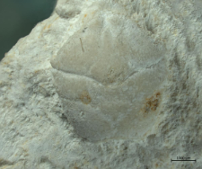 Goniodromites serratus