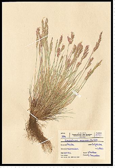 Corynephorus canescens (L.) P. Beauv.