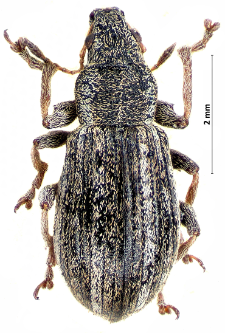 Polydrusus confluens J.F. Stephens, 1831