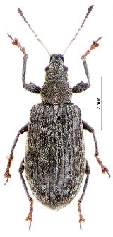 Polydrusus pilosus (V.M. Gredler, 1866)
