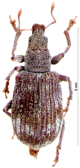 Polydrusus fulvicornis (Fabricius, 1792)