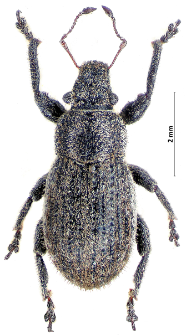 Strophosoma faber (J.F.W. Herbst, 1784)