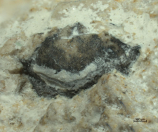 Goniodromites species