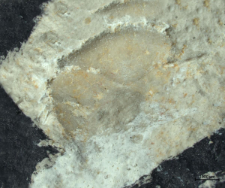 Goniodromites species