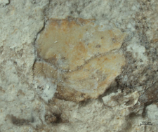 Goniodromites species