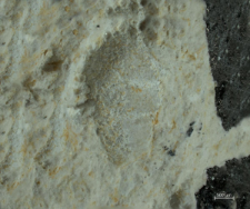 Goniodromites species