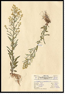 Conyza canadensis (L.) Cronquist