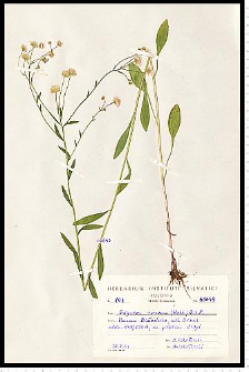 Erigeron ramosus (Walters) Britton, Sterns & Poggenb.