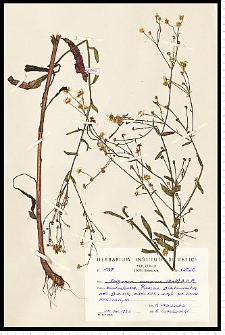 Erigeron ramosus (Walters) Britton, Sterns & Poggenb.