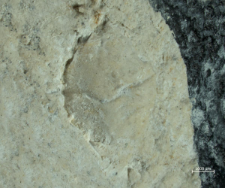 Goniodromites serratus
