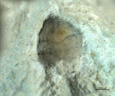 Goniodromites kubai