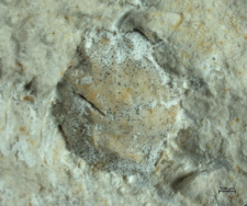 Goniodromites species
