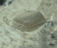 Goniodromites species