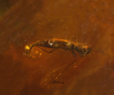 Dolichopodidae