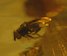 Diptera (Acalyptratae)