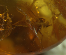 Diptera (Nematocera)