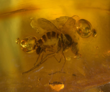 Dolichopodidae