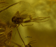 Dolichopodidae