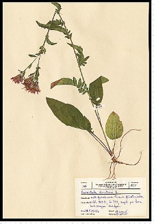 Serratula tinctoria L.