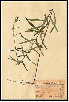Hieracium umbellatum L.