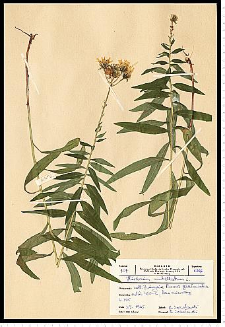 Hieracium umbellatum L.