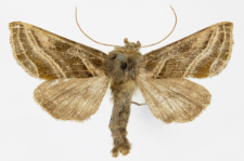 Euchalcia variabilis