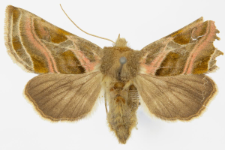 Euchalcia variabilis