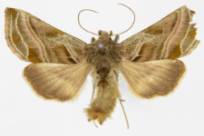 Euchalcia variabilis