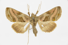 Euchalcia variabilis