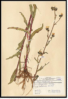 Picris hieracioides L.