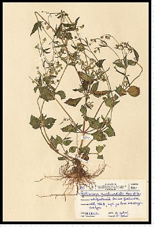 Galinsoga ciliata (Raf.) S. F. Blake