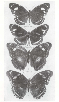 Mimicry in the Butterflies of Fiji considered in relation to the Euploeine and Danaine invasions of Polynesia and to the female forms of Hypo- limnas bolina L., in the Pacific