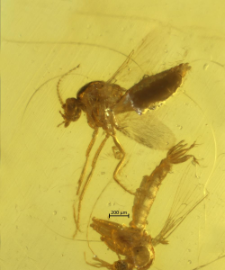 Cecidomyiidae