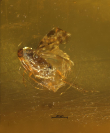 Diptera (Acalyptratae)