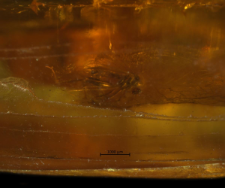Ceratopogonidae